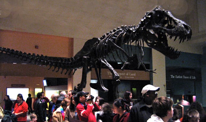 T. Rex Fossil 'Gus' Sells for $50 Million, Setting Auction